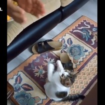 Sahibi ile birlikte tempo tutan sevimli kedi izlenme rekoru kırdı