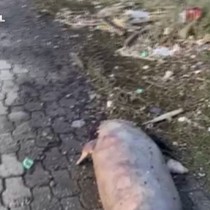 Hatay'da telef olmuş vaziyette görenler şaşkına döndü!
