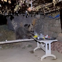 Piknikçi gençlerin yemeklerine salça olan ayılar viral oldu