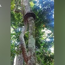 Pitonun ağaca tırmanma tekniği yakından görüntülendi!