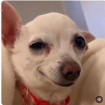 ''Köpeğimin bakışları herkesi etkiliyor'' notu ile paylaştığı anlar viral oldu