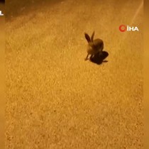 Yer Karabük: Yaban tavşanı ve ayı şehir merkezinde böyle görüntülendi