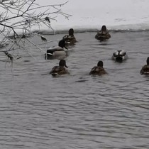 Kars'ta hava ısınınca yaban hayvanları görülmeye başlandı