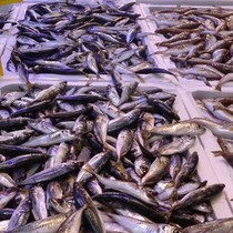 Türkiye'de 1 Eylül'de başlayan balık avı sezonu 15 Nisan'da sona erecek