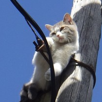 İki gündür aç susuz direkte mahsur kalan kedi kurtarıldı