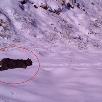 Bursa'da nesli azalan yaban kedisi görüntülendi