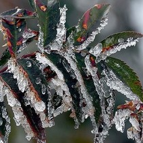 Meteoroloji'den birçok bölge için zirai don uyarısı