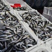 10 ton balıkla döndü, kilosunu 50 liradan satıyor