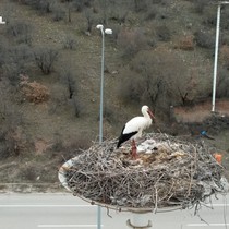 Leylek Apartmanı sakinleri yuvalarına döndü