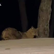 Sinop’ta şaşırtan anlar: Yalnız gezerken ilk kez görüntülendi