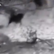 Kurtlara tek başına karşı koydu