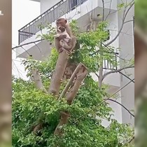 Maymun yavru köpeği kaçırıp serbest bıraktı!