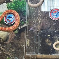Arka koltukta piton ve zehirli Mısır yılanları ele geçirildi