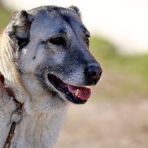 Kangal köpekleri, hava değişiklikleri yüzünden depresyona girdi