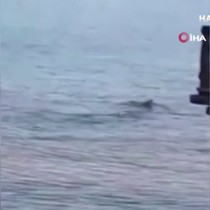 Datça'da korkutan görüntü! İki köpek balığı görüntülendi