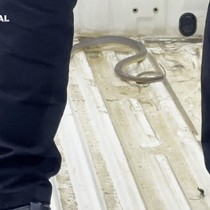 Aracının içine giren yılanı böyle uğurladı: "Hadi güle güle, bir daha gelme arkadaşım"