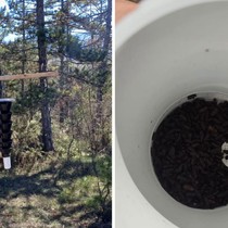 Ormanları kurutan böceğe karşı sıkı önlem