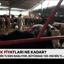 Kurbanlık fiyatları ne kadar?