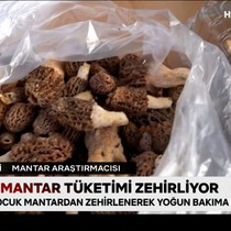 Bilinçsiz mantar tüketimi zehirliyor: Peki zehirli mantarlar nasıl anlaşılır?