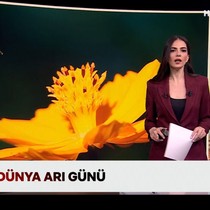 Bugün dünya arı günü, arıcılar bal sezonuna hazırlanıyor