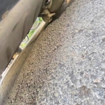 Başkentte kedi kurtarma operasyonu