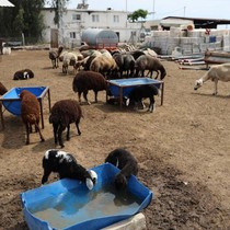 Akıl dışı olay! Meraya dökülen zehirli gıdalar onlarca koyunu telef etti