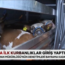 İstanbul’a ilk kurbanlıklar giriş yaptı