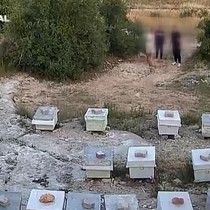 5 kişi arılara taşlarla saldırdı o anlar kamerada