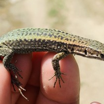 Keşfettiği kertenkele türüne vefat eden annesinin ismini verdi
