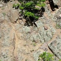 Nadir rastlanılan beyaz dağ keçisi Artvin'de ortaya çıktı