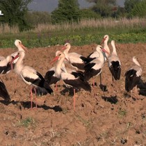Tavşanlı'da ikinci kez leyleklerin göçü, ilçe sakinlerine sürpriz yaşattı