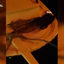 Sinop'ta şaşırtan anlar, bir anda tekne üzerinde görenler neye uğradığını şaşırdı