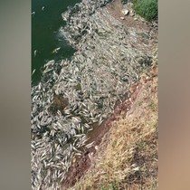 Araban Karasu Çayı'nda meydana gelen toplu balık ölümleri araştırılıyor