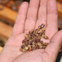 Bir zamanlar çöpe atılıyordu, şimdi kilosu 3 bin TL'den satılıyor