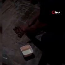 Kalbi duran yavru kediye yürek ısıtan kalp masajı
