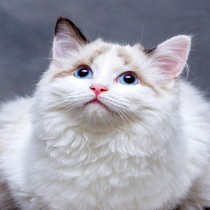 Kedi Dostu Burçlar: Kedilerin Çok Sevdiği 3 Burç!