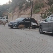 Kuşadası sokaklarını acıkan domuzlar istila etti
