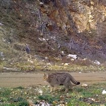 Yaban kedisi fotokapana takıldı
