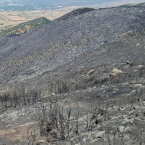 Manisa'daki orman yangınından geriye küle dönen evler ve tarlalar kaldı