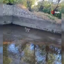 Nesli tehdit altındaki vaşak Elazığ'da görüntülendi