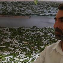 Tepkilere aldırmayıp böcek işine girdi köşeyi döndü! Kilosunu 1400 liradan satıyor