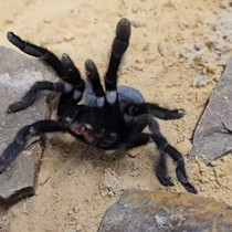 Dev cinsel organlarıyla şaşırtan 4 yeni tür keşfedildi