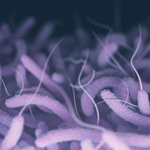 Halk Sağlığı Genel Müdürlüğü: Ülkemizde Vibrio kaynaklı herhangi bir vaka yok