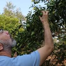 Adana'da narenciyeyi sıcak hava ve kuraklık vurdu