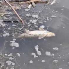 Yeşilırmak Nehri’nde balık ölümleri incelemeye alındı