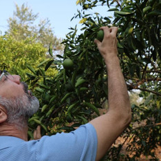 Adana'da narenciyeyi sıcak hava ve kuraklık vurdu