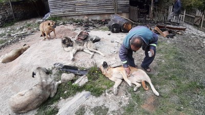 Yangından geriye sadece 120 lirası ve 'Dünyam' dediği 7 köpeği kaldı