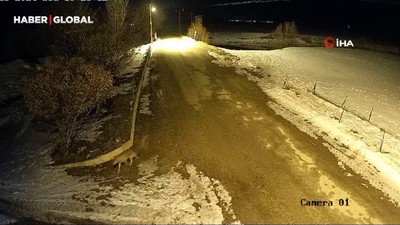 Bayburt'ta 11 tane kurt görüldüğü anlar