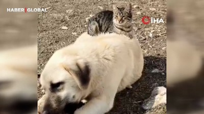 Aynı kaptan yemek yiyip sırtında gezdirdi: Kedi ile köpeğin inanılmaz dostluğu
