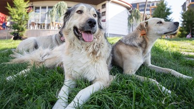 Başkentte kan donduran görüntü: 4 köpek tüfekle vurulmuş halde ölü bulundu